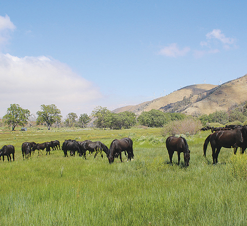 Horses in a field