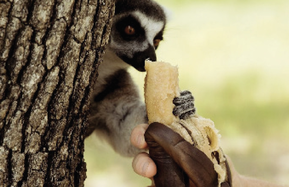 Animal eating a banana